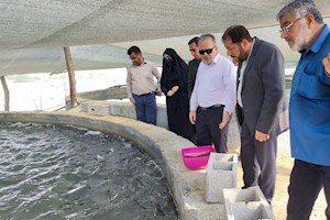 افزایش ۲۳ تن تولید ماهی پرورشی در استان بوشهر