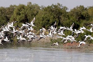 پرنده‌نگری»، تکۀ گمشدۀ جنگل‌های حرای نایبند