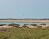 جزیره ام‌ الکرم دیر ؛ موطن پرنده‌های بدون مرز