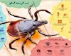 بوشهر در تیررس تب کریمه کنگو