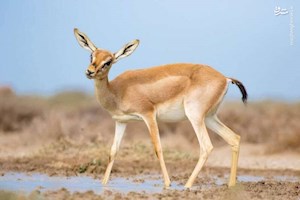 شکارچیان عطش
