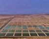 اجرای طرح روستای بدون بیکار در نوار ساحلی بوشهر با محوریت آبزی‌پروری