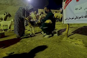 خدمات رایگان دامپزشکی در دورافتاده‌ترین روستای استان بوشهر