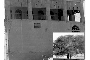 تصویری از درخت بافت تاریخی بوشهر که در تازه‌ترین اثر داریوش غریب‌زاده جان دوباره گرفت