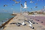 فرصت یا تهدید برای اقتصاد گردشگری بوشهر