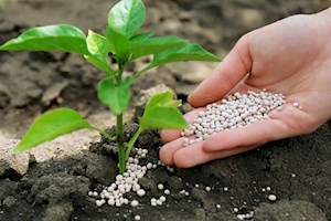 ۱۳ هزار تن انواع کود کشاورزی در استان بوشهر توزیع شد