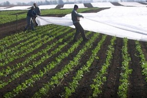 صدور هشدار سطح زرد هواشناسی در استان بوشهر؛ کشاورزان مراقب باشند