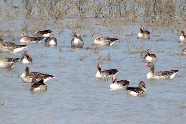 تالاب «حله» بوشهر، گهواره تنوع زیستی نیازمند مدیریت یکپارچه
