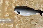 مرگ نوزاد گرازماهی در سواحل بوشهر؛ هشداری تازه درباره تهدید پستانداران دریایی