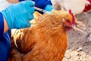 واکسیناسیون رایگان طیور بومی علیه بیماری «نیوکاسل» در بوشهر اجرا شد