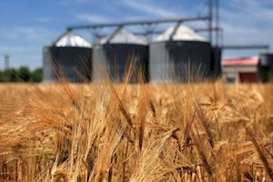 خرید تضمینی 3500 تن گندم از کشاورزان شهرستان دیّر