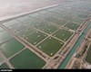 اصلاح ساختار 330 استخر میگو در بوشهر