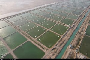 اصلاح ساختار 330 استخر میگو در بوشهر