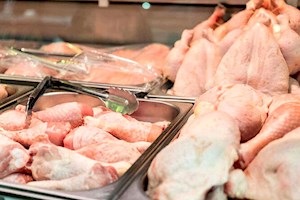 مرغ مورد نیاز استان بوشهر تا 2 ماه آینده تأمین شد