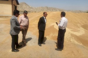افزایش ۲ برابری خرید تضمینی گندم در بخش ارم دشتستان