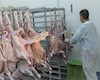 فرماندار دشتی: تجهیزات و نیروی انسانی دامپزشکی شهرستان تقویت شود
