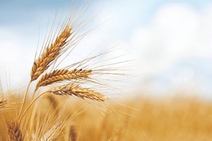 ۶۰ هزار تن گندم از کشاورزان استان بوشهر خریداری شد