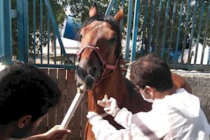 اجرای برنامه پایش سرمی مشمشه در اسب‌های استان بوشهر