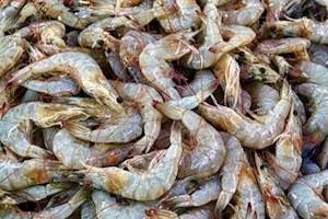 مراکز تکثیر میگو در گناوه به صورت مستمر پایش و نظارت می شود