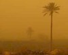 اقتصاد زیر غبار ، ریزگردها چگونه بازار خرما و مرکبات بوشهر را تهدید می‌کنند؟