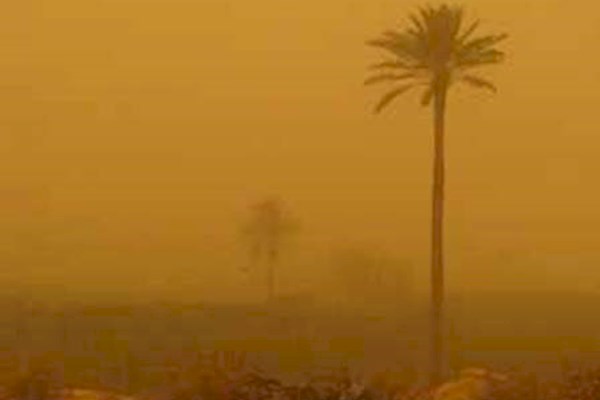 اقتصاد زیر غبار ، ریزگردها چگونه بازار خرما و مرکبات بوشهر را تهدید می‌کنند؟