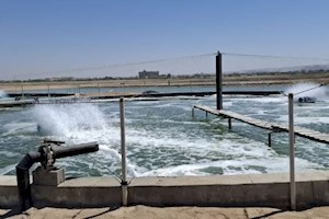 ذخیره سازی ۲ میلیارد لارو میگو در بوشهر