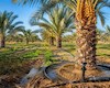 توسعه طرح نوین آبیاری در نخیلات دشتستان منوط به تکمیل شبکه‌ها است