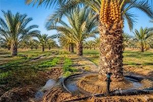 توسعه طرح نوین آبیاری در نخیلات دشتستان منوط به تکمیل شبکه‌ها است
