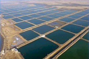 افزایش 10 برابری تولید میگو در بوشهر با اصلاح ساختار مزارع