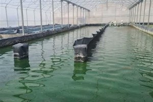 سرمایه‌گذاری 8 هزارمیلیارد ریالی بخش خصوصی در 23 پروژه شیلاتی بوشهر