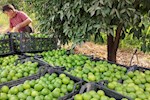 برداشت 36 هزار تن لیموترش در بوشهر