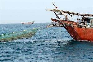 صید میگو در سواحل استان بوشهر از 23 شهریور ممنوع است