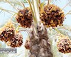 قاب‌هایی تماشایی از فصل برداشت خرما در دشتستان