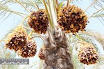 قاب‌هایی تماشایی از فصل برداشت خرما در دشتستان