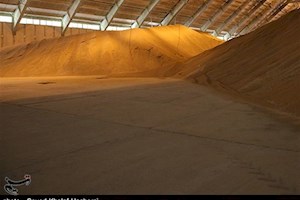 پرداخت بیش از 80 درصد مطالبات گندم‌کاران استان بوشهر