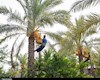 برداشت 70 درصد از محصول نخیلات استان بوشهر