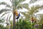 برداشت 70 درصد از محصول نخیلات استان بوشهر