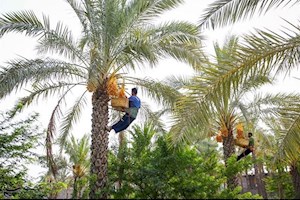 برداشت 70 درصد از محصول نخیلات استان بوشهر