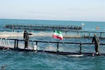 افزایش حجم سرمایه‌گذاری پرورش آبزیان اوقاف در سواحل بوشهر