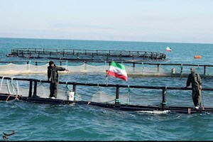 افزایش حجم سرمایه‌گذاری پرورش آبزیان اوقاف در سواحل بوشهر